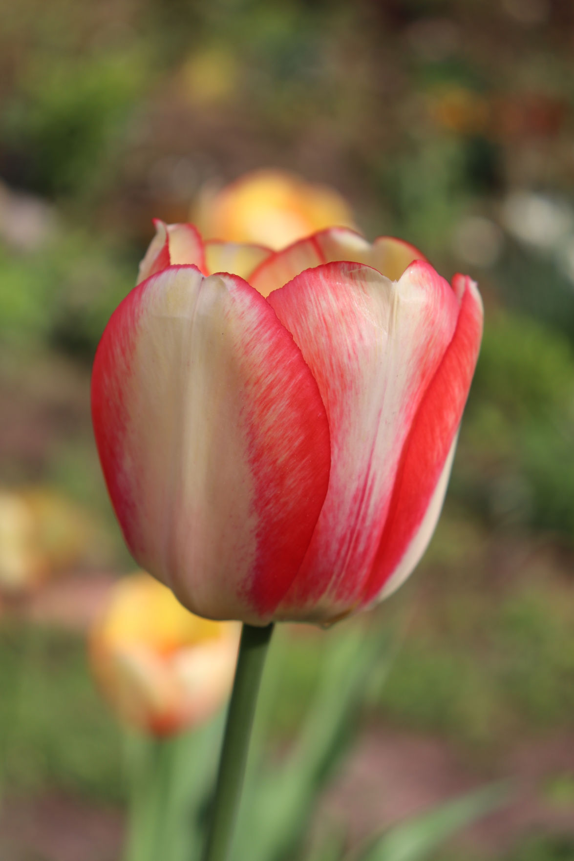 beauty of spring darwin tulip